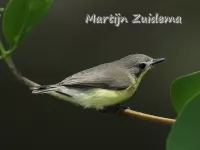 Australische zangers [Acanthizidae]
